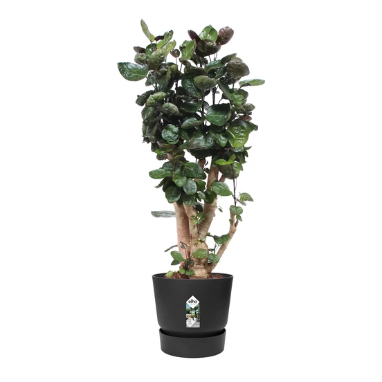 Elho Greenville Pot Living Black (Ø 55 cm), Plant, Elho, Tuinmeubels